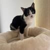 Handicap Kater Vinny