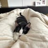 Handicap Kater Vinny