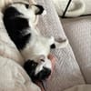 Handicap Kater Vinny