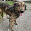 Zauberhafte Mona sucht Ihr Zuhause