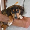 Traumzuhause für Pablito gesucht