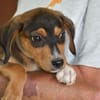 Traumzuhause für Pablito gesucht