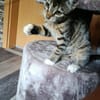 Marie sucht für immer Zuhause