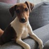 ❤🐾 JOHN SUCHT EIN ZUHAUSE 🏡🐶