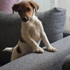 ❤🐾 JOHN SUCHT EIN ZUHAUSE 🏡🐶