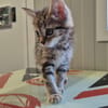 Amaretto