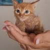 Gufi