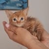 Gufi