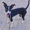 ENZO (Martina)