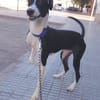 ENZO (Martina)