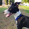 ENZO (Martina)