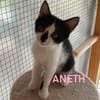 ANETH