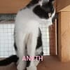ANETH