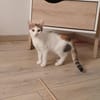 Amira