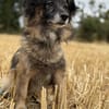 Bébé
