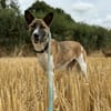 Mara