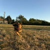 Filou