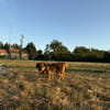 Filou
