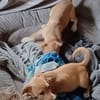 Milo & Carmine 💚 aufgeweckt + verspielt