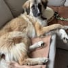 Kuschelfan Timea sucht ihr Zuhause