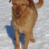 Lola der gute Laune Hund
