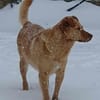 Lola der gute Laune Hund