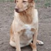 Lola der gute Laune Hund