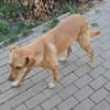 Lola der gute Laune Hund