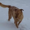 Lola der gute Laune Hund