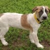 Wer sieht CLYDE ... Zuhause gesucht