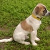 Wer sieht CLYDE ... Zuhause gesucht