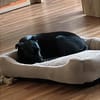 Tommy, Neuanfang gesucht