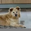 ALVIN wünscht sich ein Zuhause