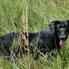 wunderschöne Cleo sucht Körbchen