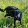 wunderschöne Cleo sucht Körbchen