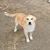 Henry, verspielter Welpe sucht Zuhause