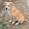 Henry, verspielter Welpe sucht Zuhause