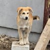 Henry, verspielter Welpe sucht Zuhause
