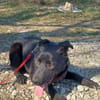 Luna, verspieltes Hundemädchen sucht Zuh