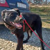 Luna, verspieltes Hundemädchen sucht Zuh