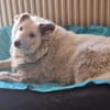 Menschenbezogene Runa sucht ihr Familie