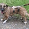 Kuschelhund Bobby aus Rumänien!!