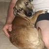 Kuschelhund Bobby aus Rumänien!!