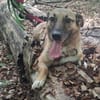 Kuschelhund Bobby aus Rumänien!!