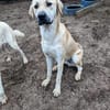 Loki, sanftmütiges Riesenbaby
