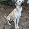 Loki, sanftmütiges Riesenbaby