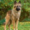 Hans❤sucht Pflege- oder Endstelle
