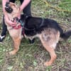 Persy sucht liebevolles Zuhause