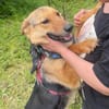 Persy sucht liebevolles Zuhause