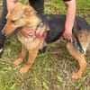Persy sucht liebevolles Zuhause